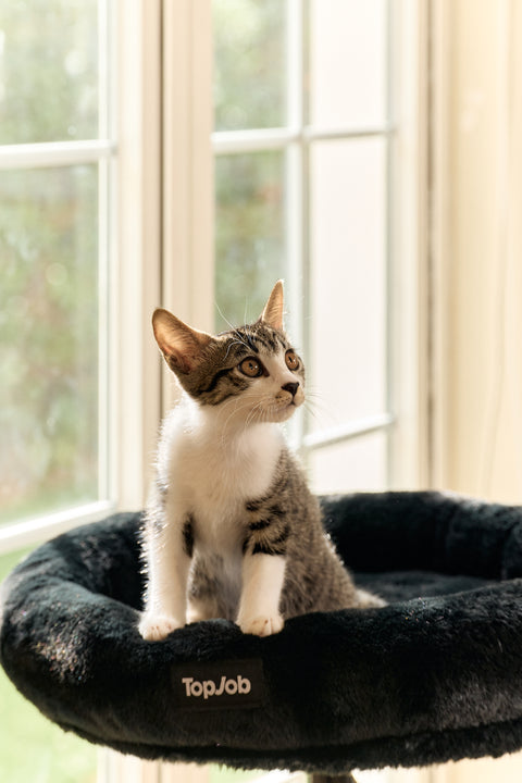 Pawdium Desk-Mounted Cat Nest