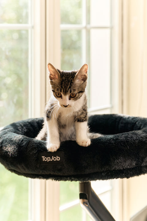 Pawdium Desk-Mounted Cat Nest
