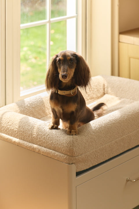 Pawffice
