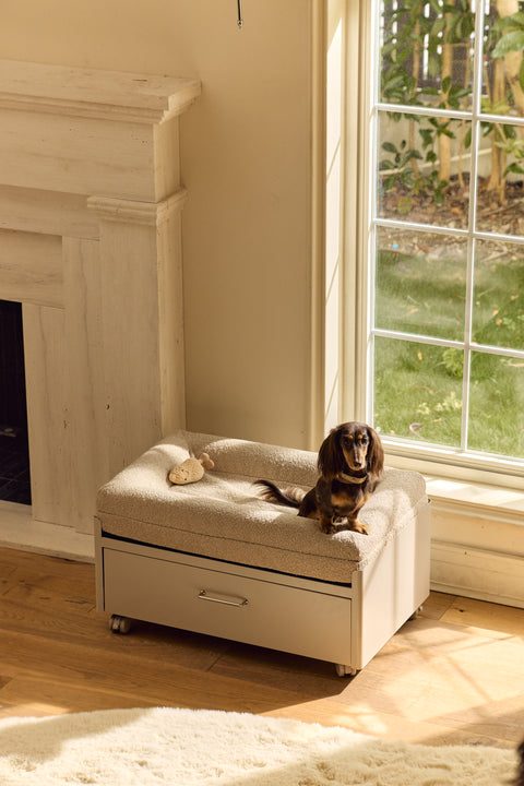 Pawffice