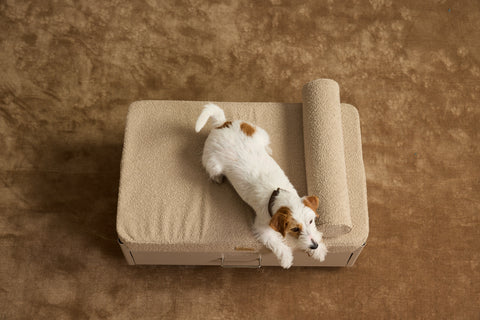 Pawffice