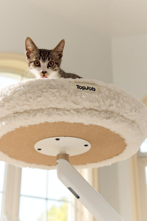 Pawdium Desk-Mounted Cat Nest