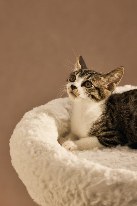 Pawdium Desk-Mounted Cat Nest