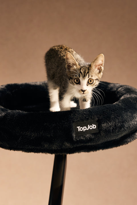 Pawdium Desk-Mounted Cat Nest