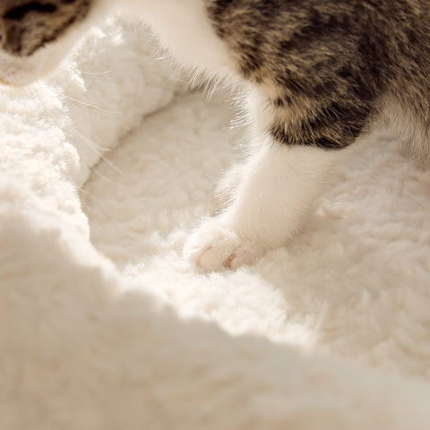 Cloud-Soft Comfort