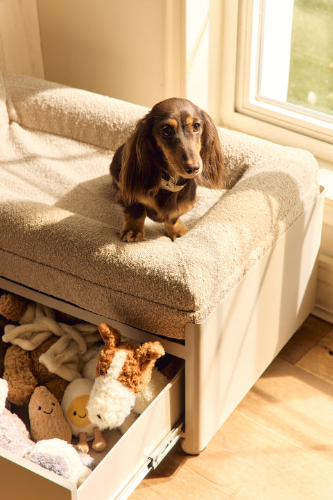 Pawffice Orthopedic Bed