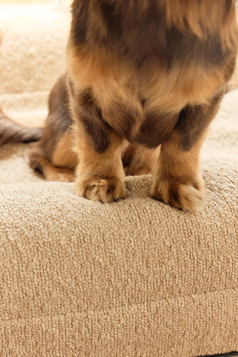 Pawffice