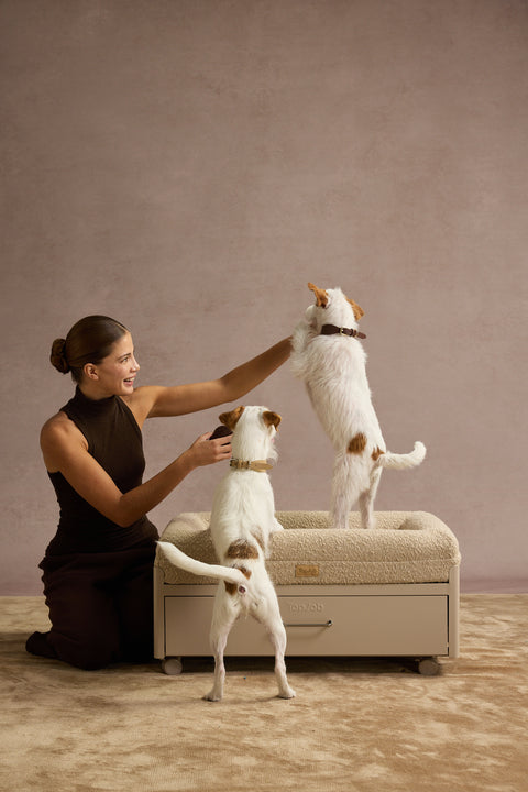 Pawffice