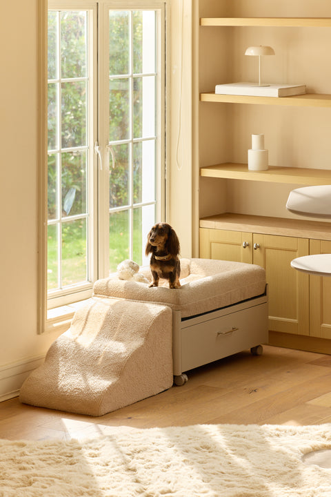 Easy-Climb Foam Ramp for Pawffice
