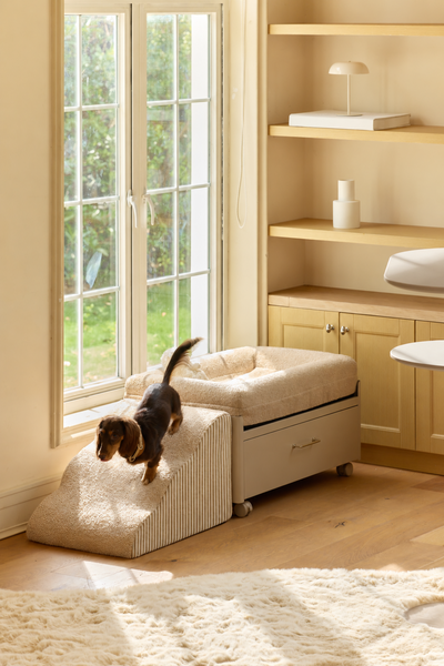 Easy-Climb Foam Ramp for Pawffice