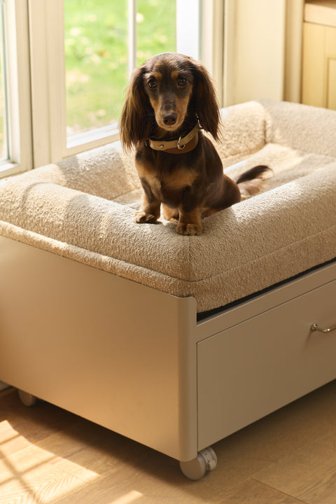 Pawffice